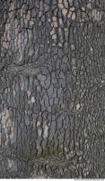 wood tree bark 0012